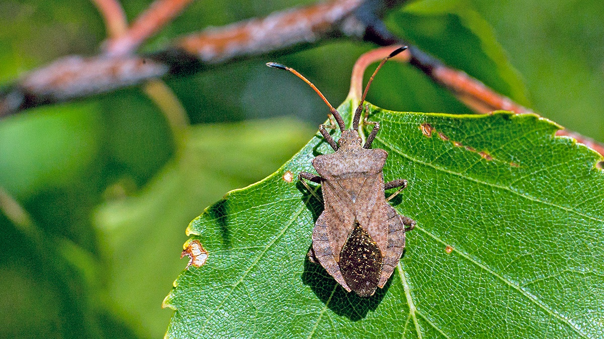 Dock Bug [Coreus marginatus]