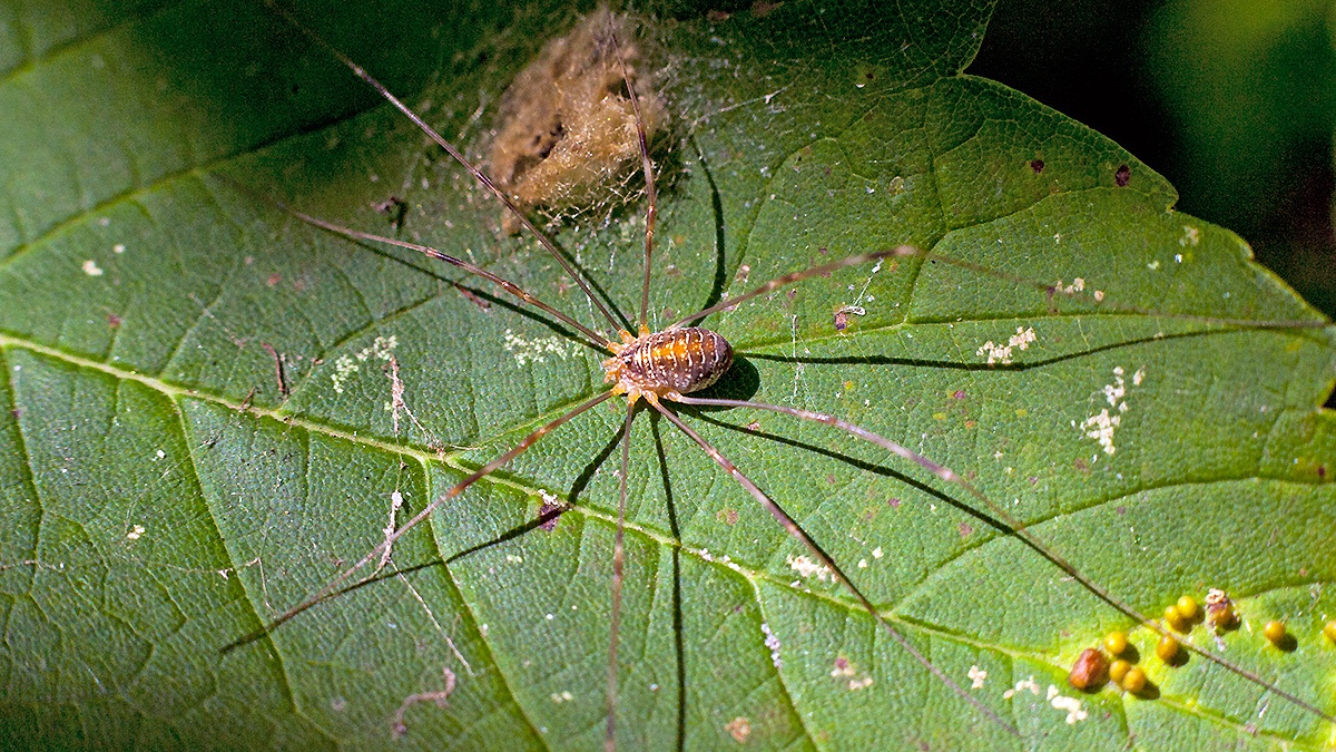 Red Harvestman [Opilio canestrinii]