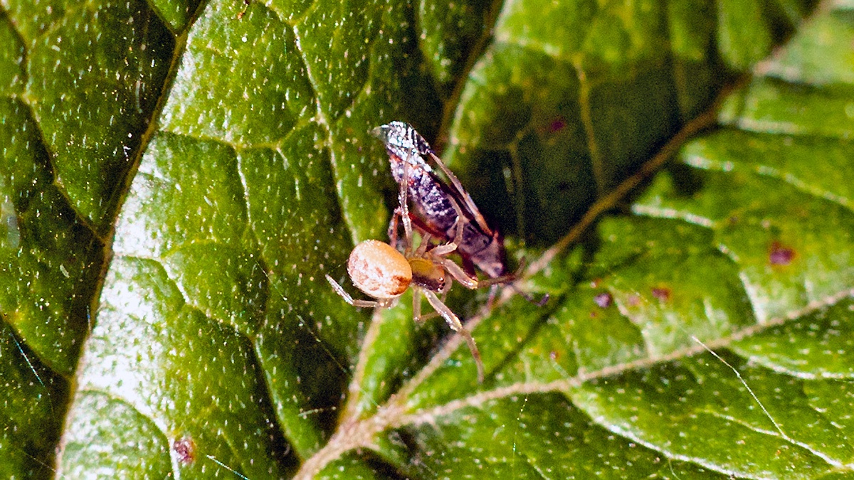 Banded Comb-Footed Spider [Anelosimus vittatus?]