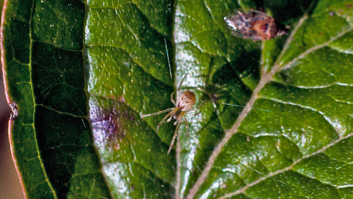 Banded Comb-Footed Spider [Anelosimus vittatus?]