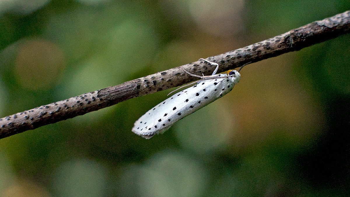 Spindle Ermine [Yponomeuta cagnagella]