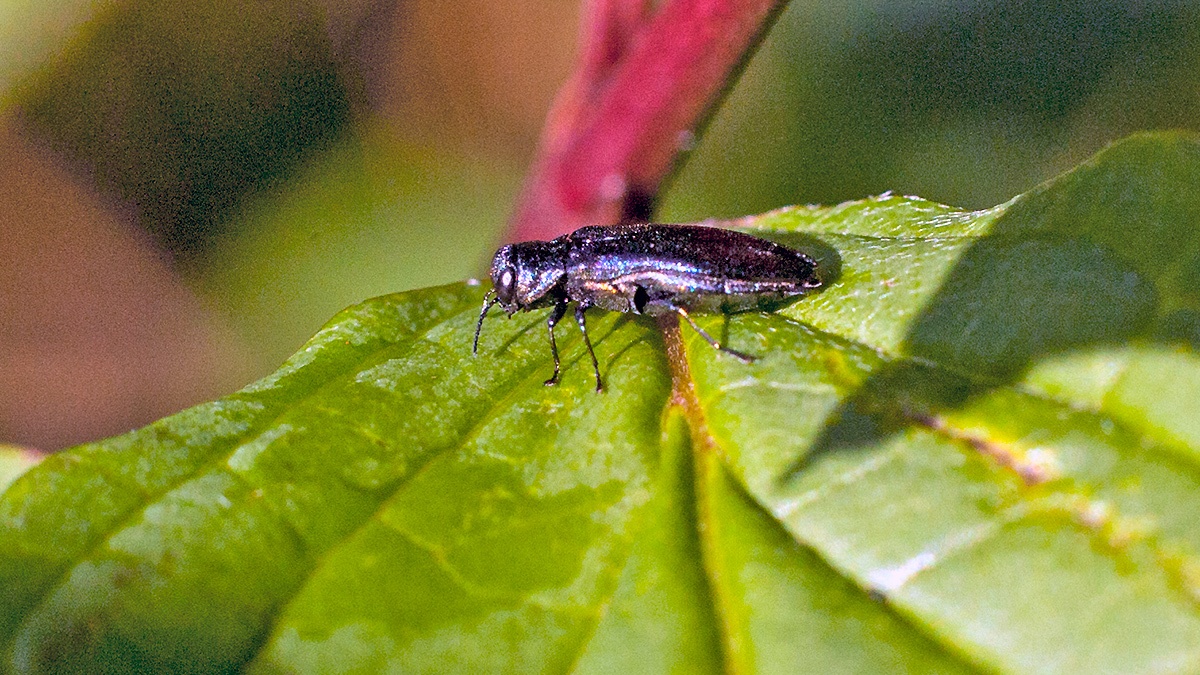 Oak Borer [Agrilus angustulus]