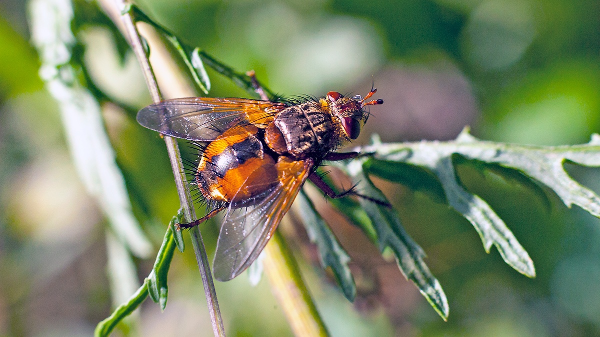 Common Tachinid [Tachina fera]