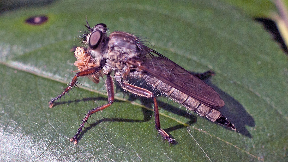 Kite-tailed Robberfly [Machimus atricapillus]