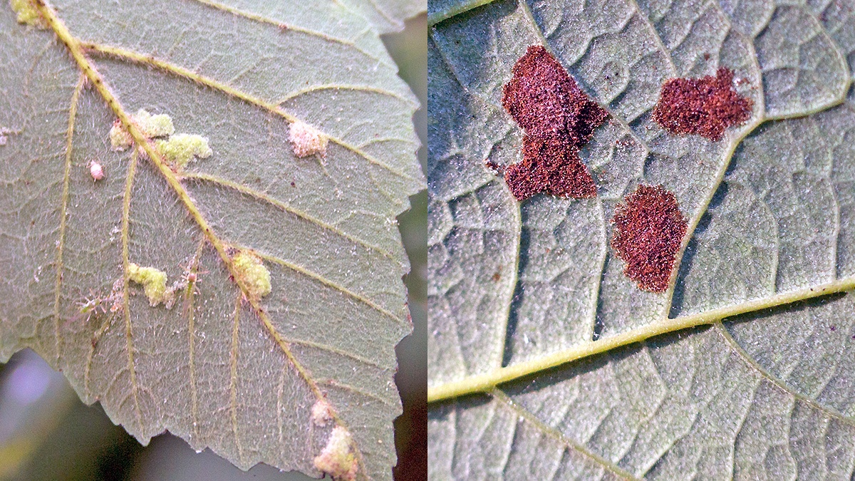 Sycamore Felt Gall Mite [Aceria pseudoplatani]