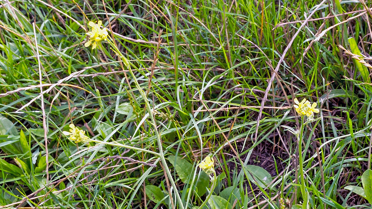 Hedge Mustard [Sisymbrium officinale]