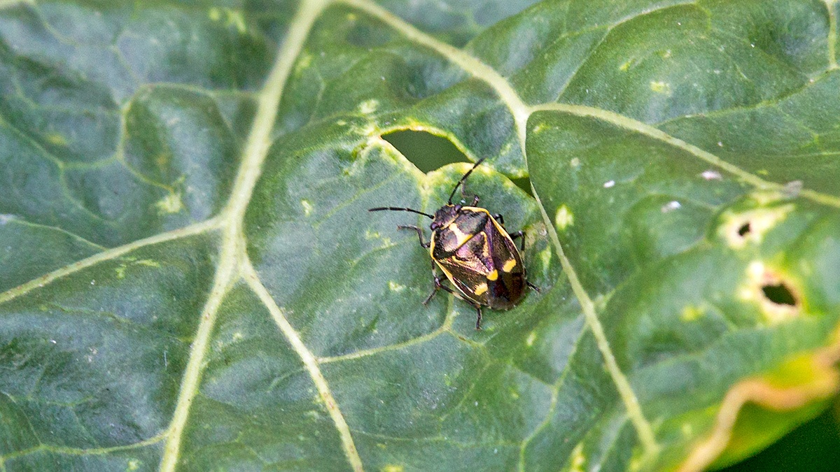Brassica Bug [Eurydema oleracea]