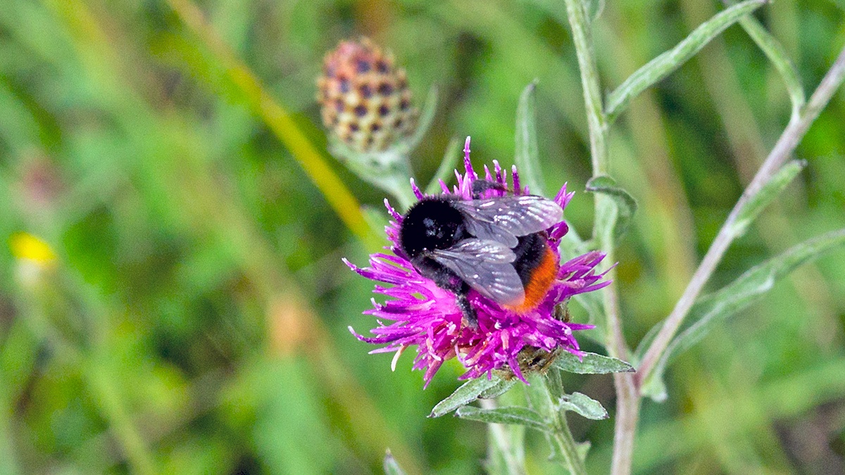 Red-tailed Bumblebee [Bombus lapidarius]