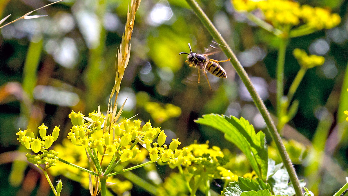 Common Wasp [Vespula vulgaris]