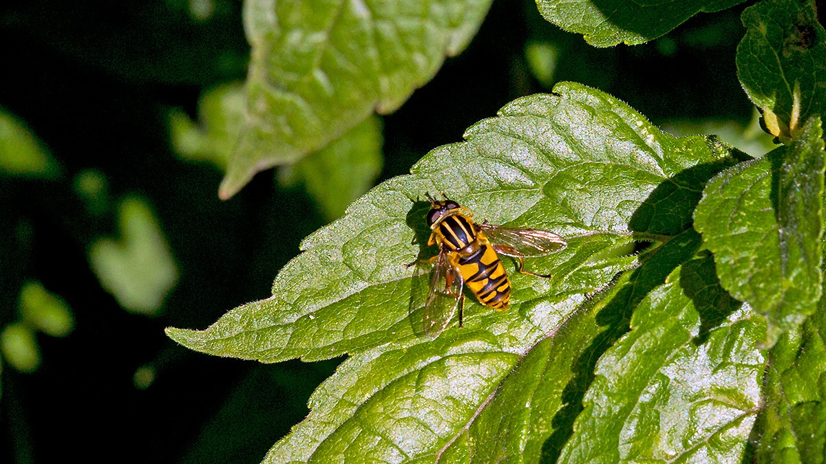 Sun Fly [Helophilus pendulus]