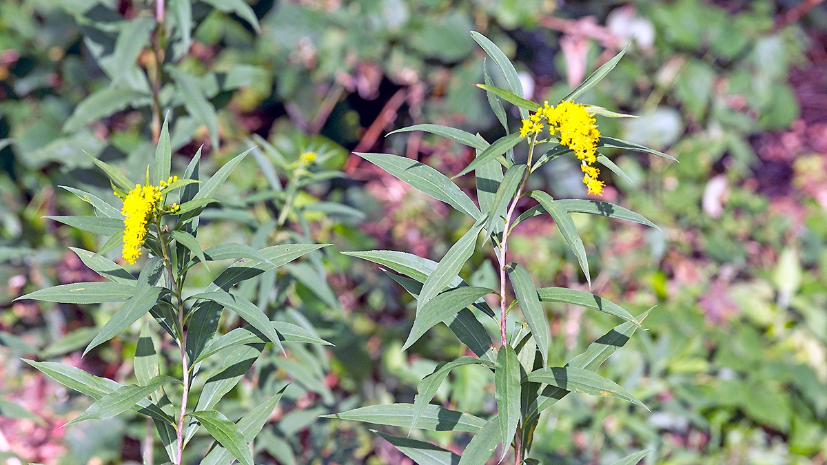 Canadian Goldenrod [Solidago canadensis]
