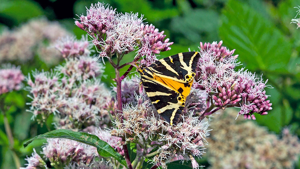 Jersey Tiger [Euplagia quadripunctaria quadripunctaria]