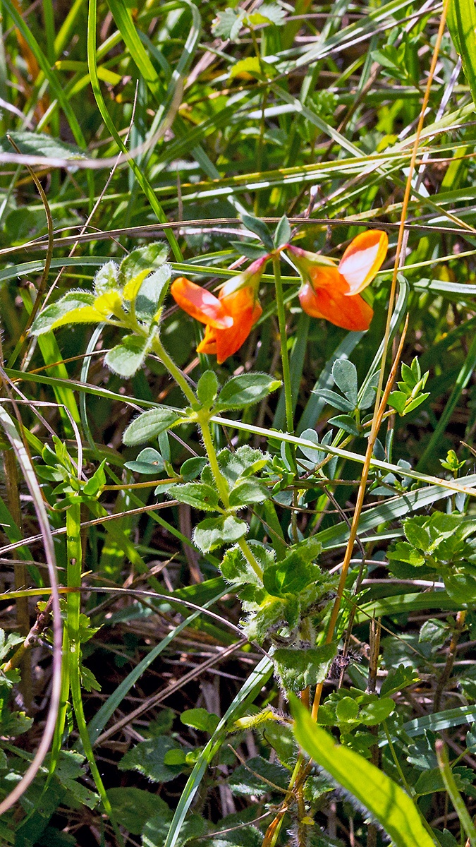Bird’s-foot Trefoil [Lotus corniculatus]