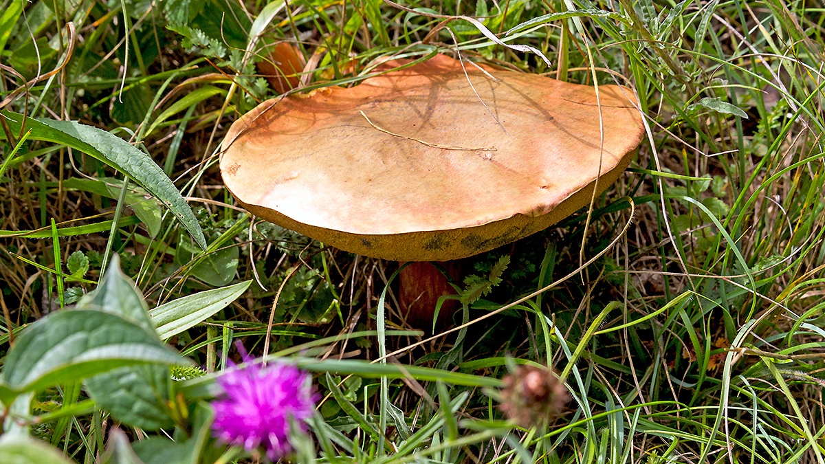 ‘Bolete’ mushroom [ID unknown]