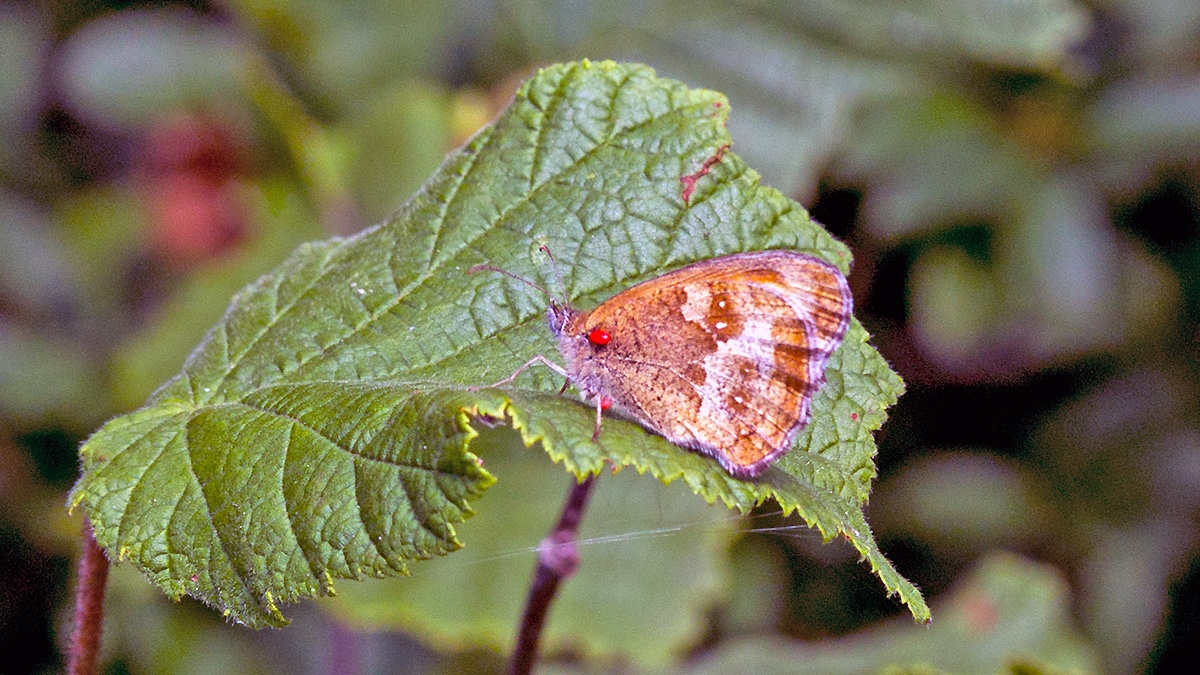 Gatekeeper [Pyronia tithonus britanniae]