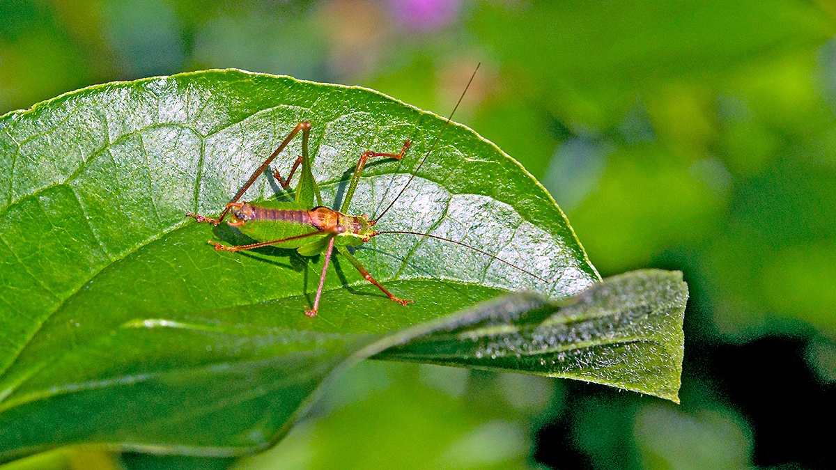 Speckled Bush-cricket [Leptophyes punctatissima]