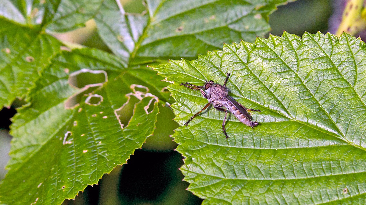 Kite-tailed Robberfly [Machimus atricapillus]
