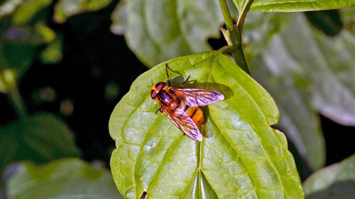 Hornet Hoverfly [Volucella zonaria]