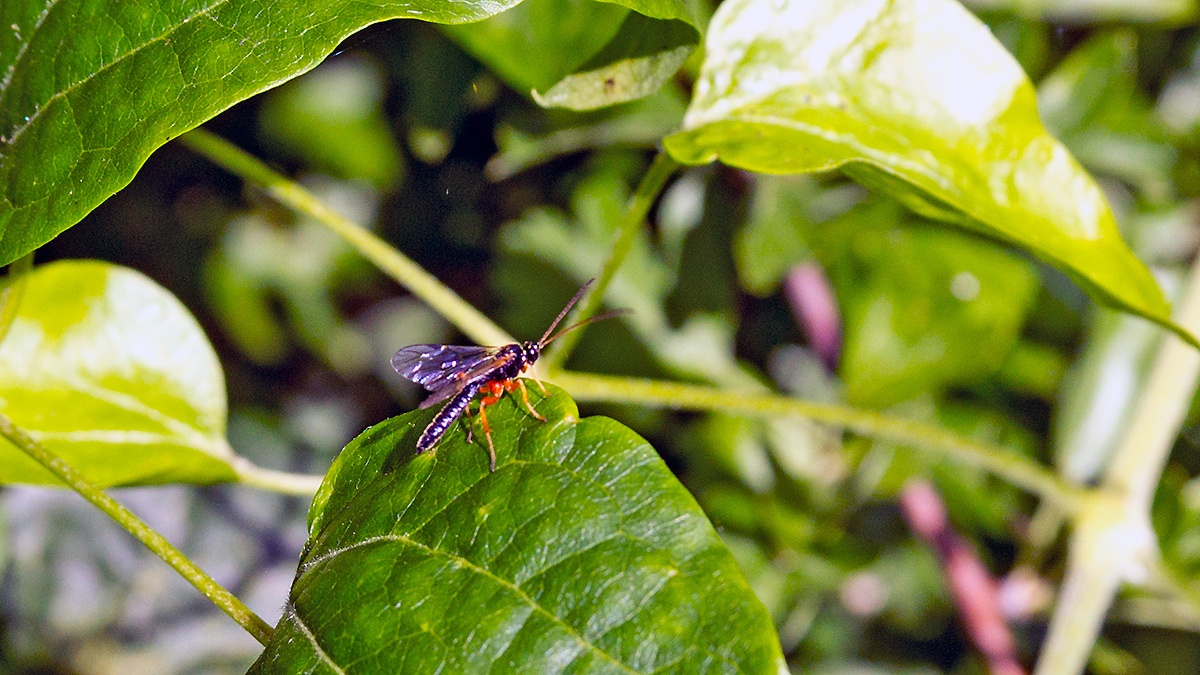 pimpline ichneumon wasp [Apechthis compunctor?]