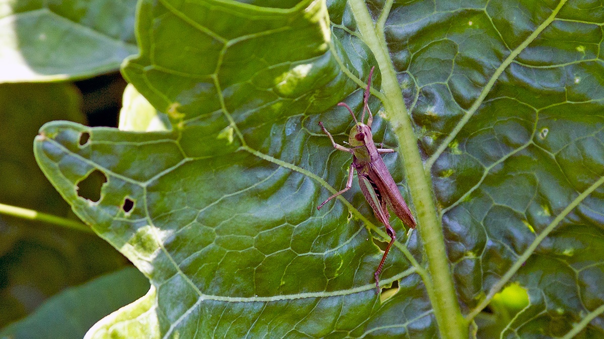 Lesser Marsh Grasshopper [Chorthippus albomarginatus]