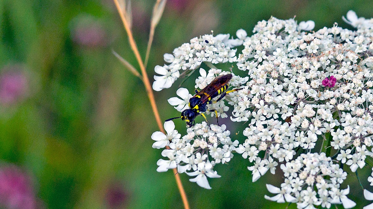 Marjoram Wasp-Sawfly [Tenthredo thompsoni]