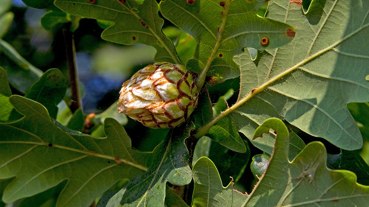 Artichoke Gall Wasp [Andricus foecundatrix]