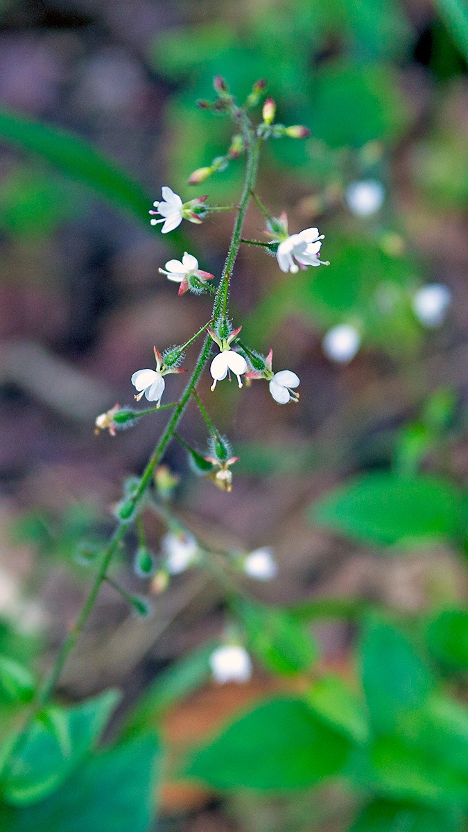 Broadleaf Enchanter's-nightshade [Circaea lutetiana]