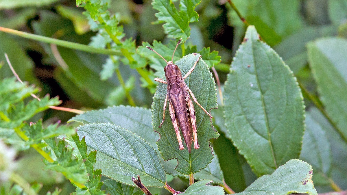 Rufous Grasshopper [Gomphocerippus rufus]