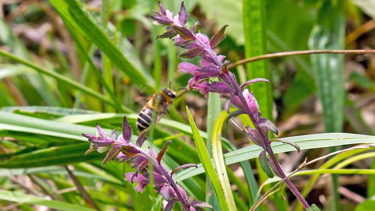 Red Bartsia Bee [Melitta tricincta]