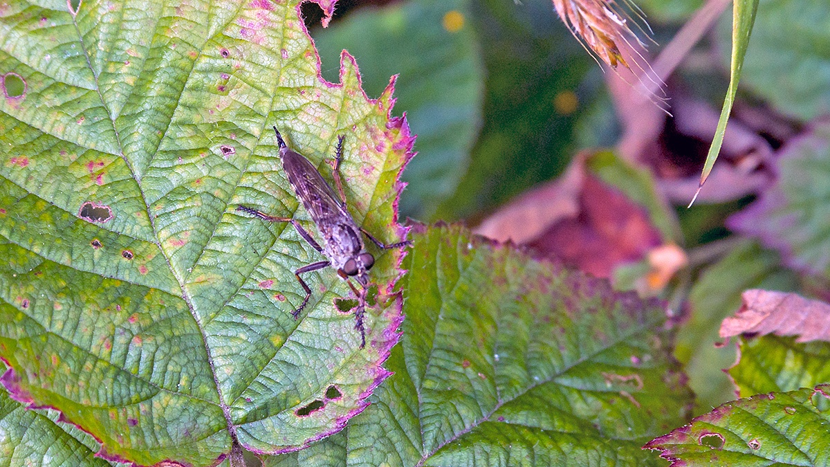 Kite-tailed Robberfly [Machimus atricapillus]