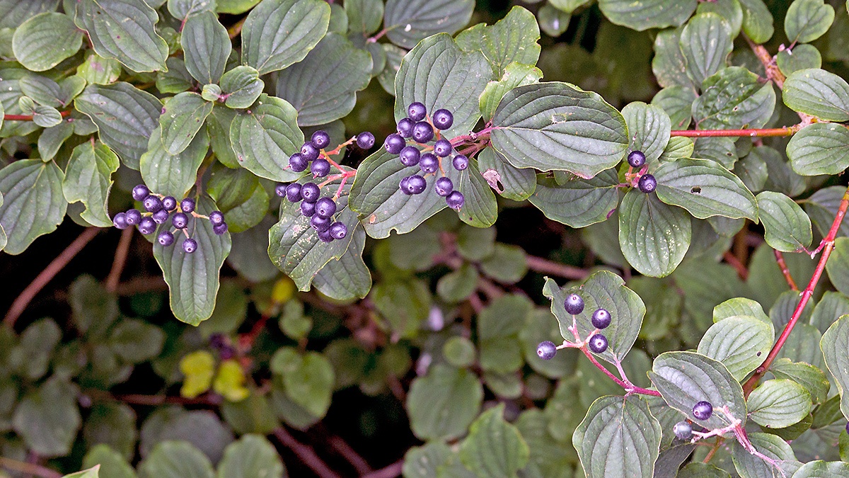 Common Dogwood [Cornus sanguinea]