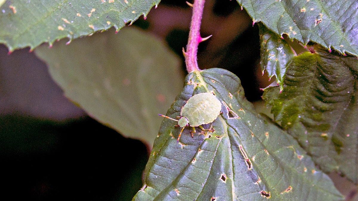 Green Shieldbug [Palomena prasina]