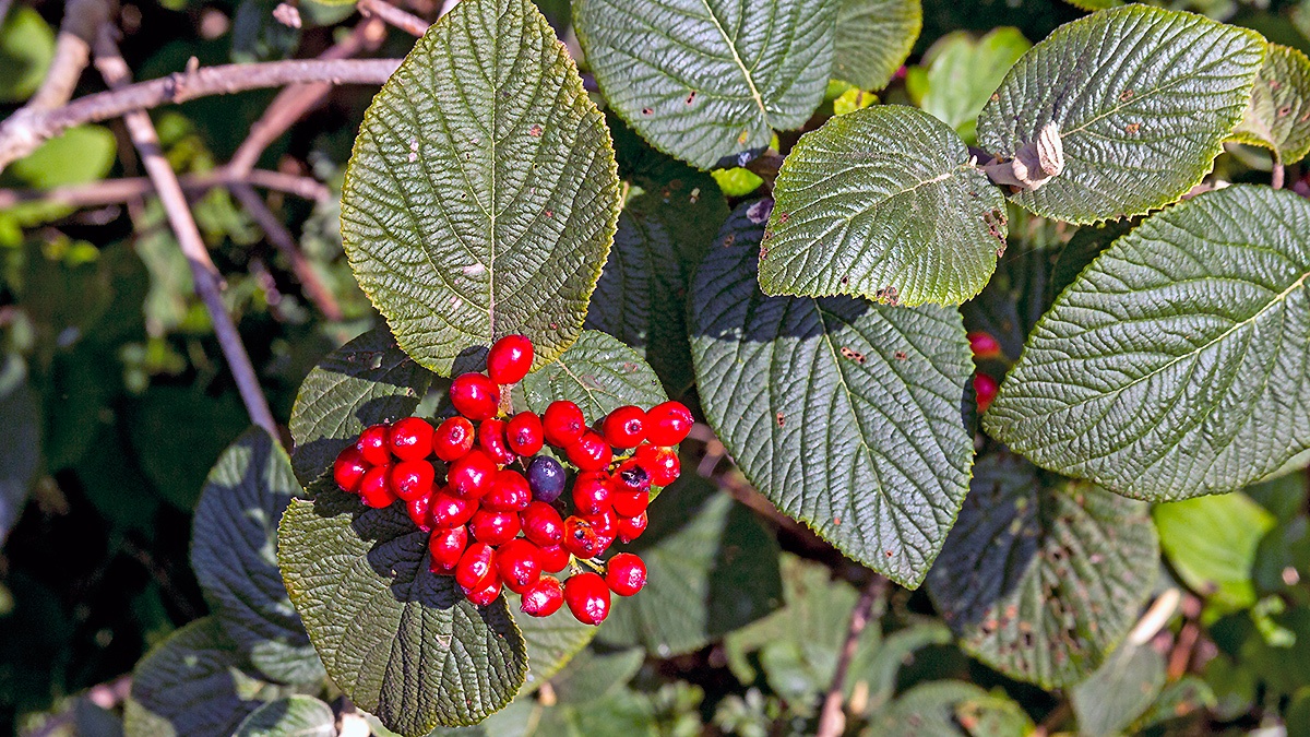Wayfaring Tree [Viburnum lantana]