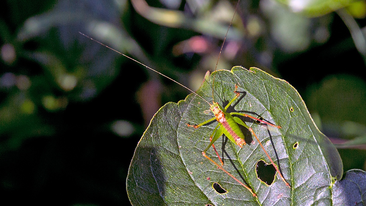 Speckled Bush-cricket [Leptophyes punctatissima]