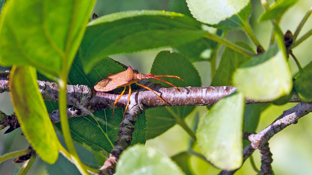 Box Bug [Gonocerus acuteangulatus]
