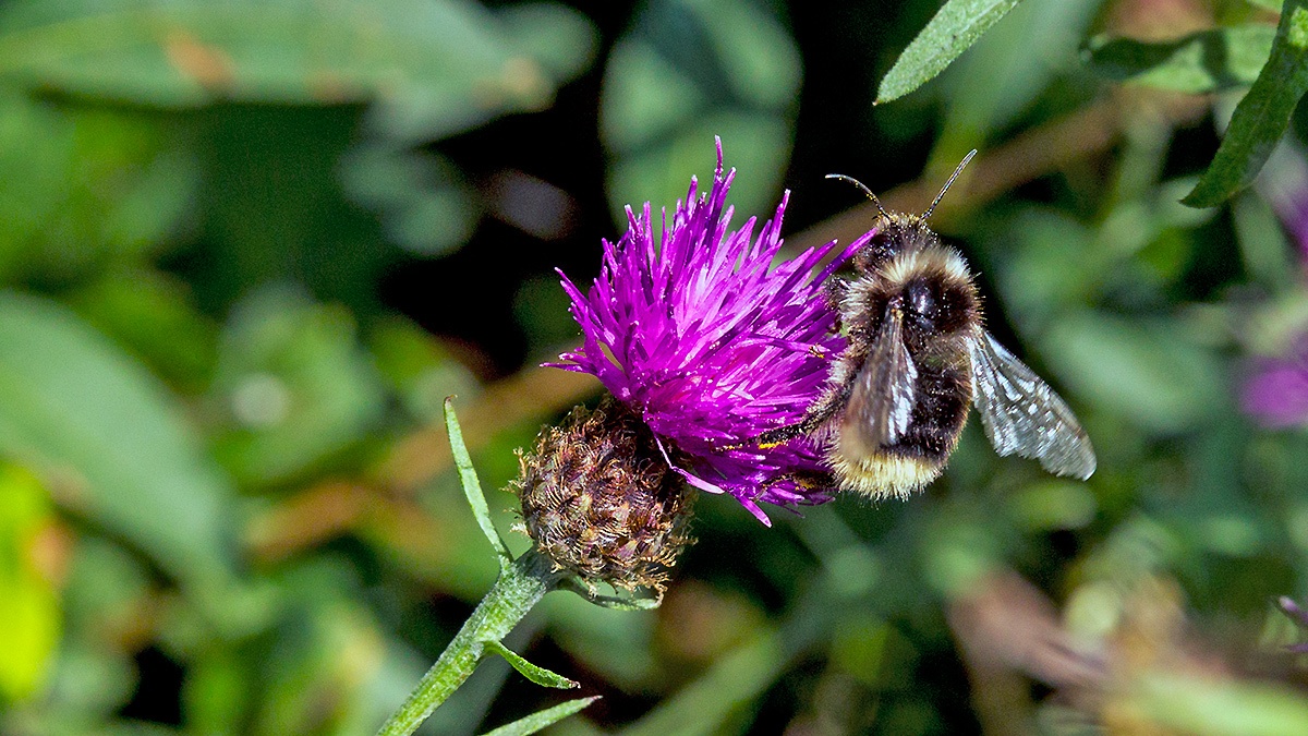 Red-tailed Bumblebee [Bombus lapidarius]