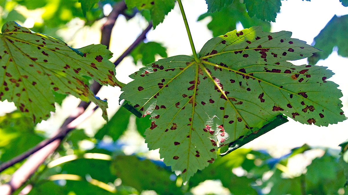 Sycamore Felt Gall Mite [Aceria pseudoplatani]