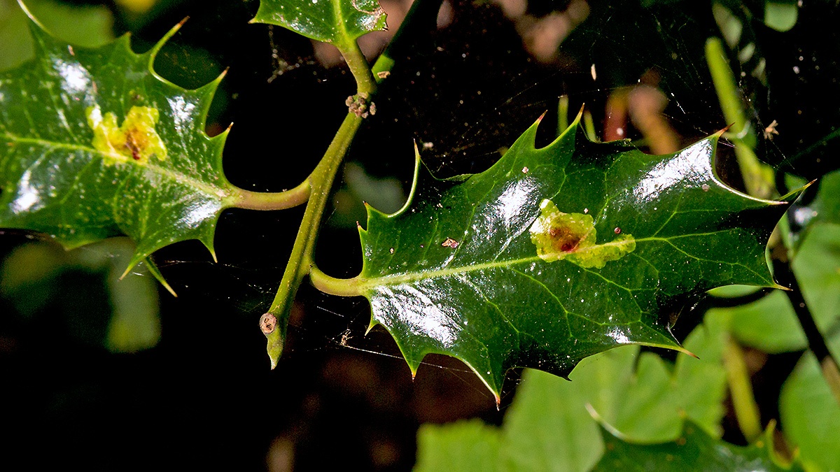 Holly Leaf Miner [Phytomyza ilicis]