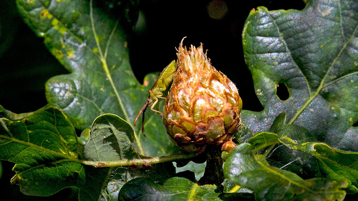 Box Bug [Gonocerus acuteangulatus]