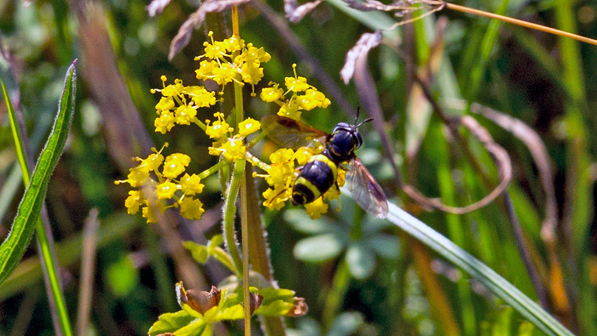 Two-banded Wasp Hoverfly [Chrysotoxum bicinctum]
