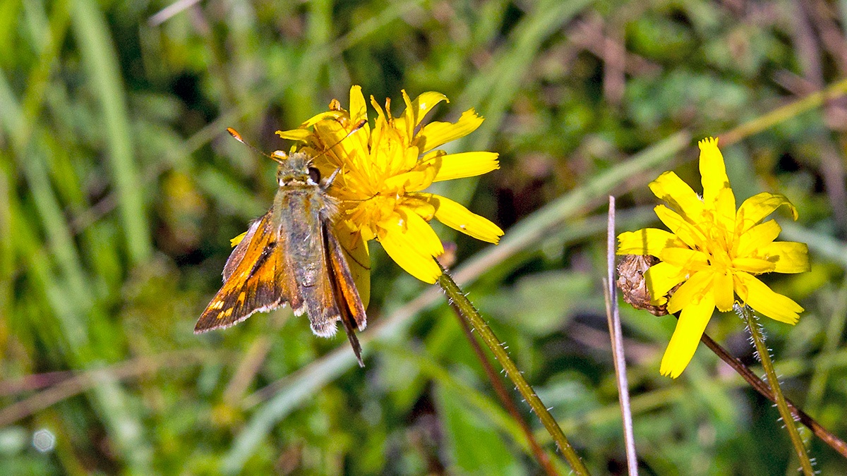 Silver-spotted Skipper [Hesperia comma]