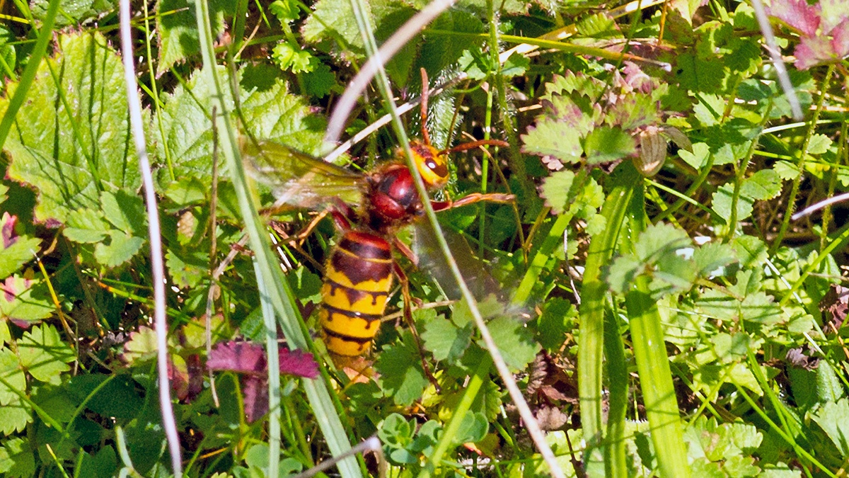 European Hornet [Vespa crabro]