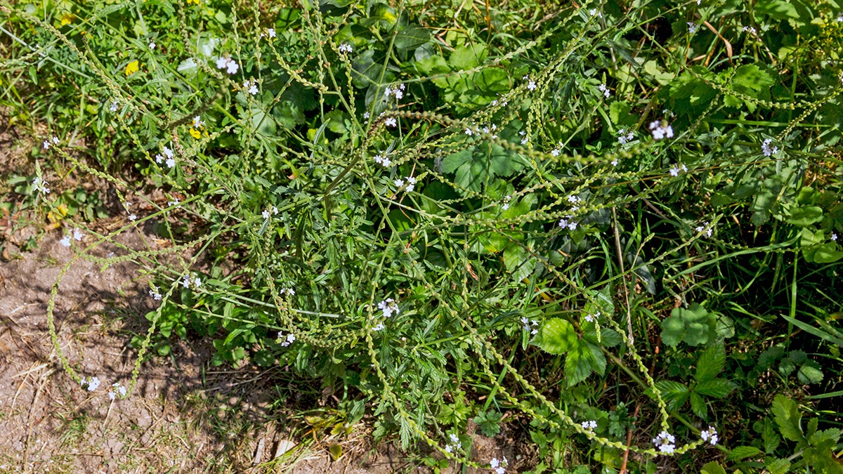 Vervain [Verbena officinalis]