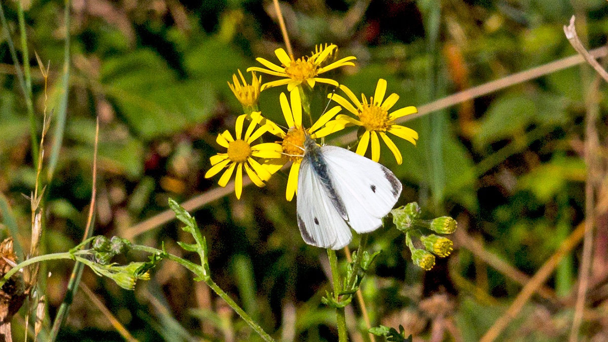 Small White [Pieris rapae]