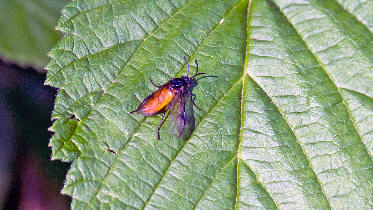 Large Rose Sawfly [Arge pagana]