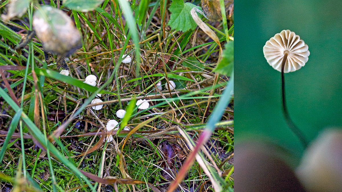 Collared Parachute [Marasmius rotula]
