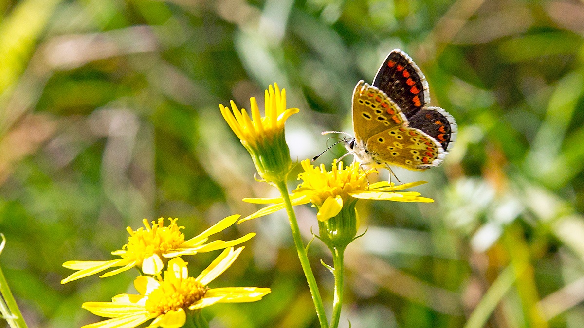 Brown Argus [Aricia agestis]