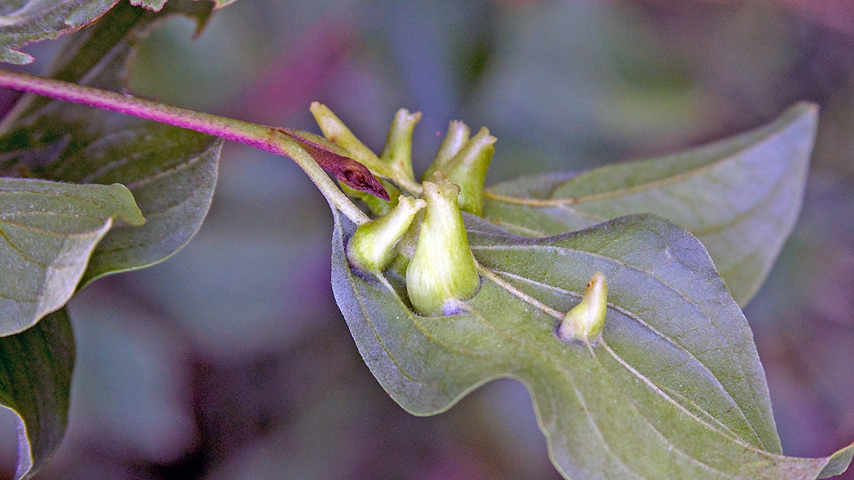 Dogwood Rivet Midge [Craneiobia corni]
