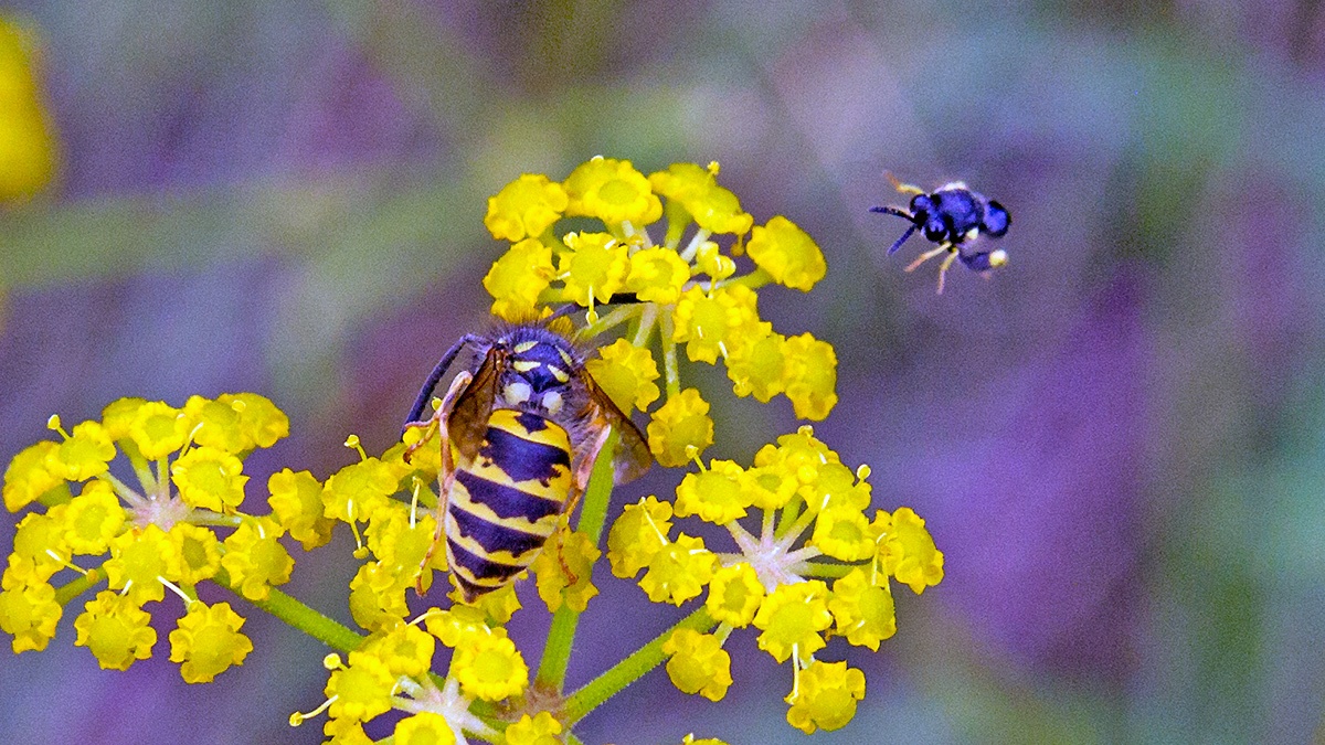 chalcid wasp [Brachymeria tibialis]