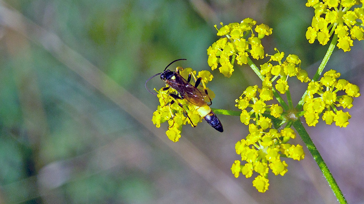 ichneumon wasp [Ichneumon confusor?]